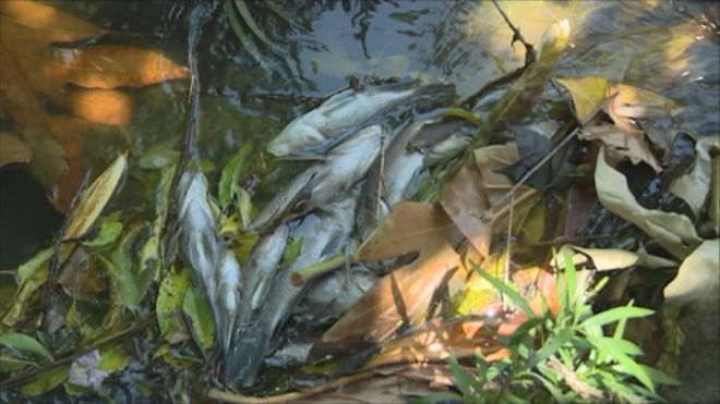 Des dizaines de poissons morts dans la rivière de Batelière (FA Octobre 2016)