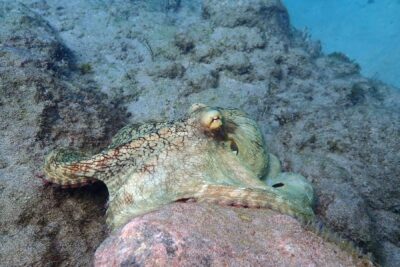 Agrandir l'image 4 sur 4, fenêtre modale