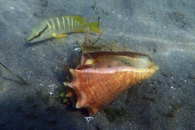 Agrandir l'image 3 sur 4, fenêtre modale