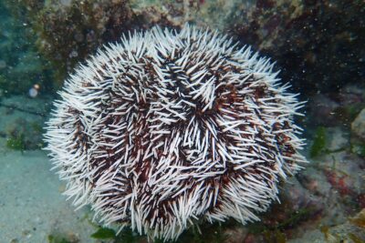 Agrandir l'image 1 sur 4, fenêtre modale