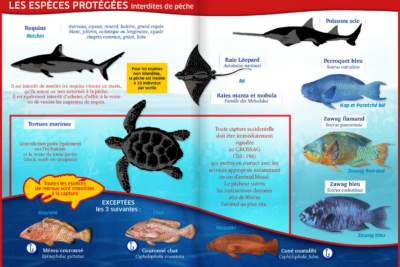 Agrandir l'image 2 sur 2, fenêtre modale