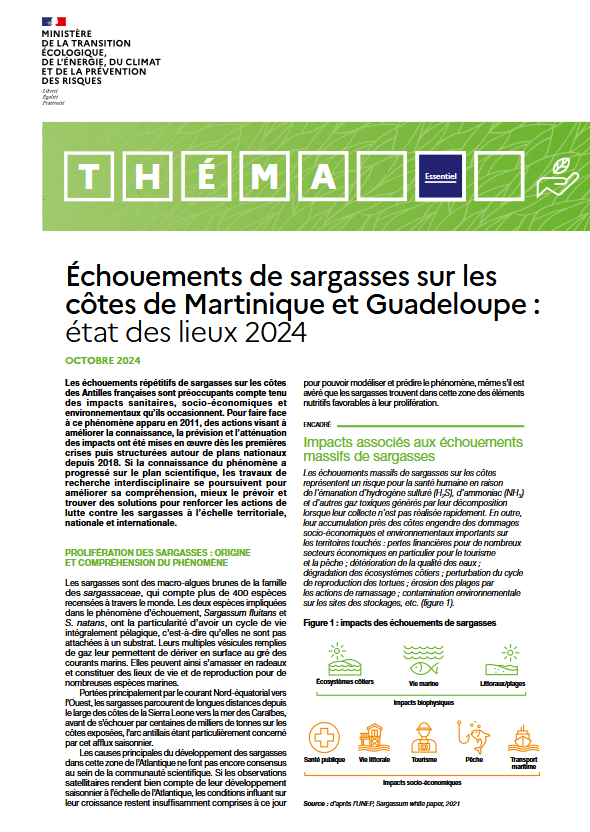 Échouements de sargasses sur les côtes de Martinique et Guadeloupe : état des lieux 2024